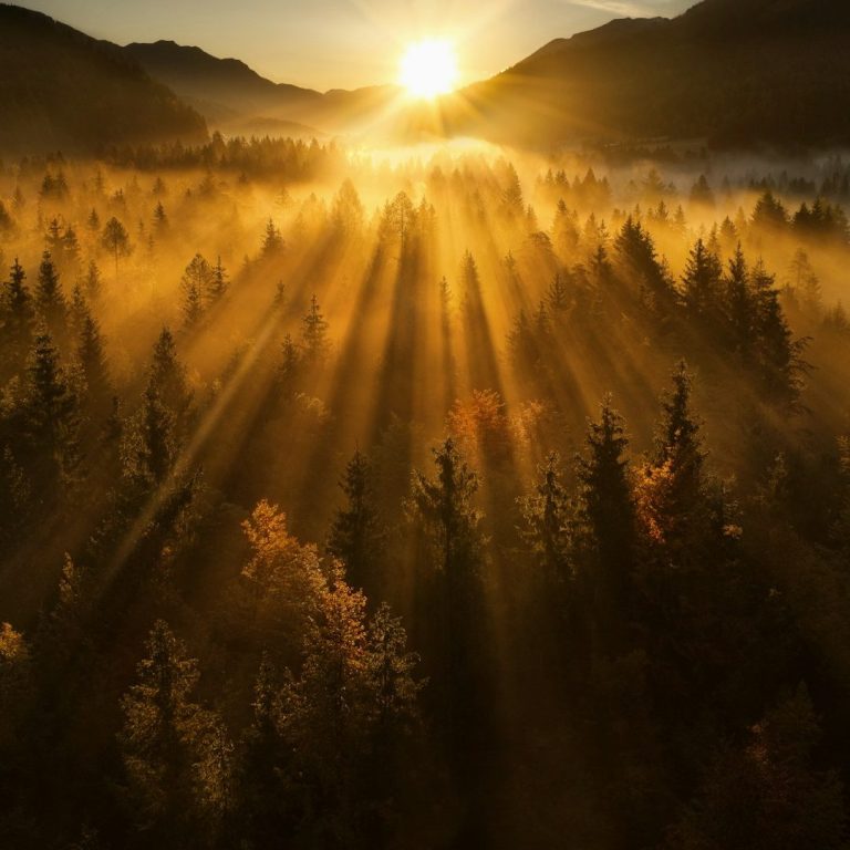 Sonnenaufgang über einem nebligen Wald mit strahlenden Lichtstrahlen.