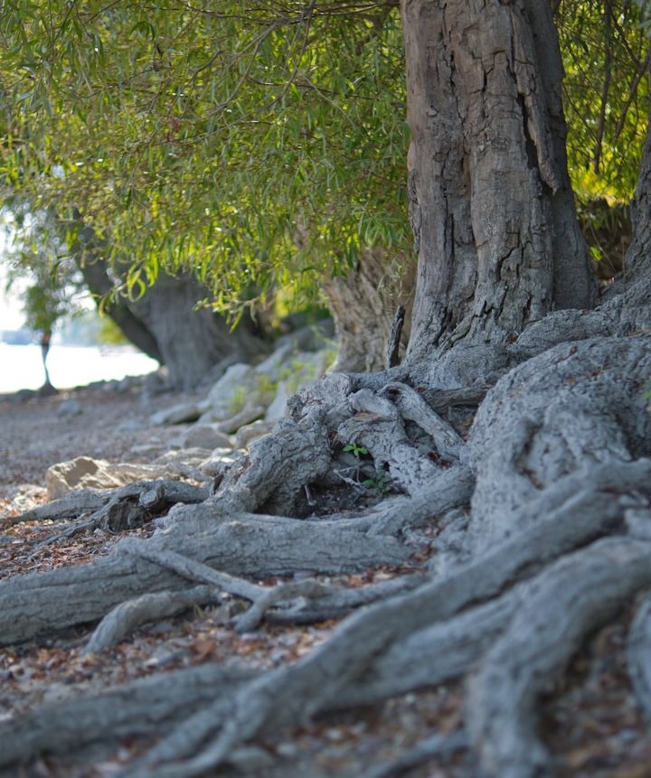 Baumstämme und verwurzelte Wurzeln am Ufer eines Gewässers, umgeben von grünem Laub.
