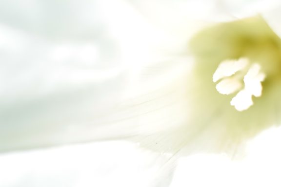 Blüte von unten Schemenhafte, sanfte Blütenblätter in hellen, neutralen Farben.