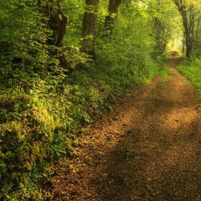 Sonnenaufgang über einem nebligen Wald mit strahlenden Lichtstrahlen.