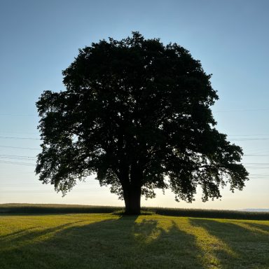 Lieblingseiche Einsamer Baum auf einem grünen Feld vor einem blauen Himmel mit Schattenwurf.