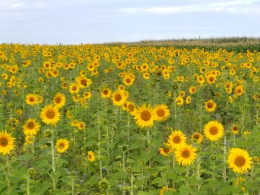 Sonnenblumenfeld Ein Feld voller leuchtend gelber Sonnenblumen unter einem blauen Himmel.