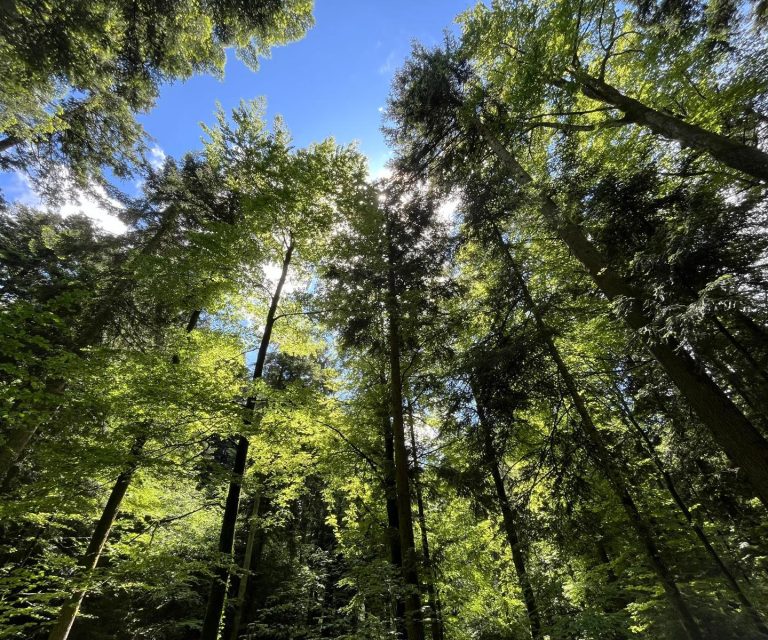 Himmel und Wald Blick nach oben in einen grünen Wald mit hohen Bäumen und blauem Himmel.