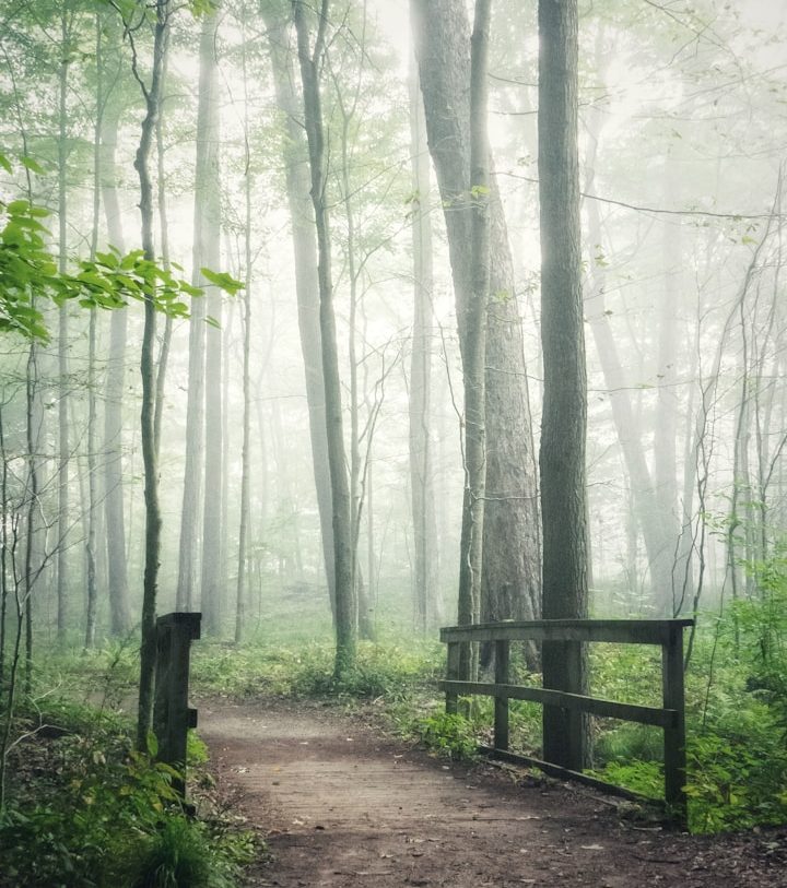 Ein nebliger Waldweg mit hohem Gras und Bäumen, die im Hintergrund verschwommen sind.