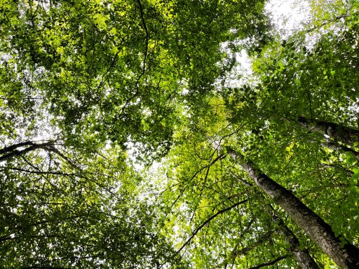 Blätterdach Blick auf das grüne Blätterdach von Bäumen gegen den hellen Himmel.